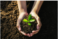 🌿 What Do Plants Need to Grow Healthy and Strong?